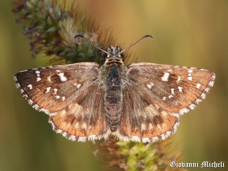 Pyrgus armoricanus